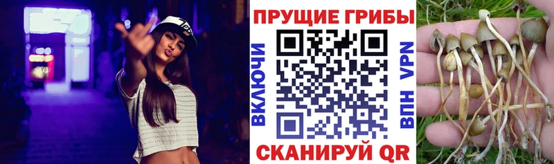 Псилоцибиновые грибы Psilocybe  хочу   Шахты 